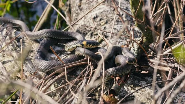 Common Grass Snakes, Natrix natrix, Basking on a Spring Day