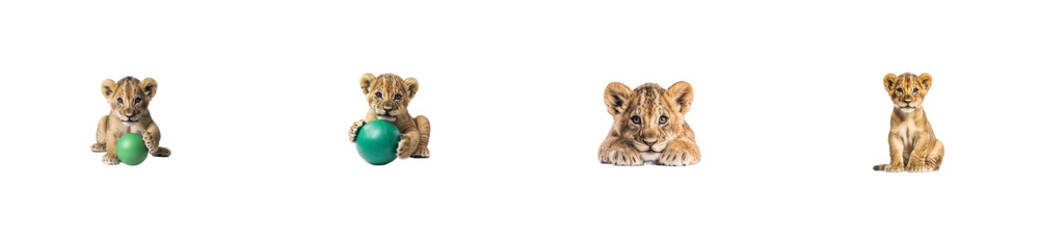 Fototapeta premium Lion Cubs Various Poses Playing, Resting, Looking, Isolated, Cut Out transparent