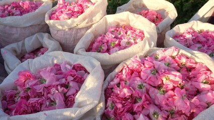 Damask rose petals in bags. Picked products. Harvested flowers. Rose attar, rose essence. Essential oil factory