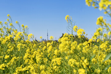 江戸川土手の菜の花
