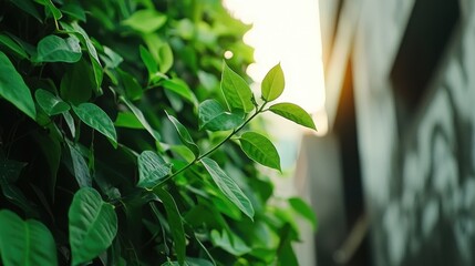 Naklejka premium Focus on vibrant green leaves against a blurred urban background during golden hour light in a city setting