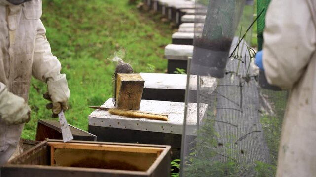 Apicultores trabajando con colmenas activas en primeros planos