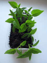 Growing bell pepper seedlings. Seedlings grown at home on the windowsill. Pepper cultivation by gardeners. Home-grown plants