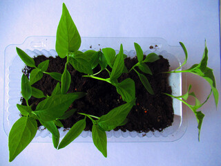 Growing bell pepper seedlings. Seedlings grown at home on the windowsill. Pepper cultivation by gardeners. Home-grown plants