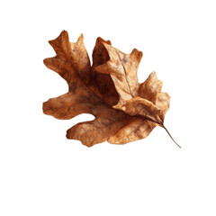 Single Dried Brown Oak Leaf on Green Transparent background