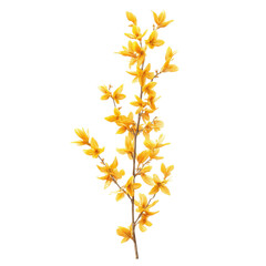 Obraz premium Vibrant Forsythia Branch in Full Bloom - Springtime Floral Beauty