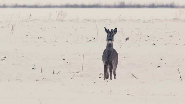 Roe Deer Feeding on Snow-Covered Field in Wintery Belarus