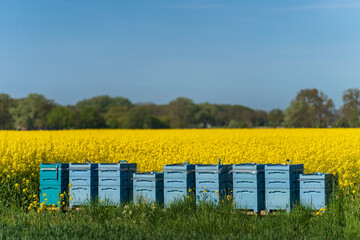 Colourful beehives in a field of rapeseed on a spring day.