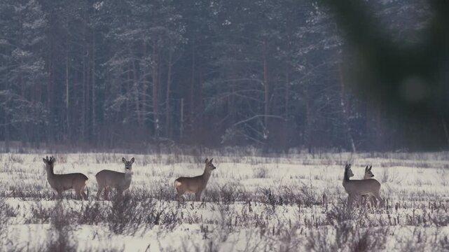 Roe Deer Feeding on Snow-Covered Field in Wintery Belarus
