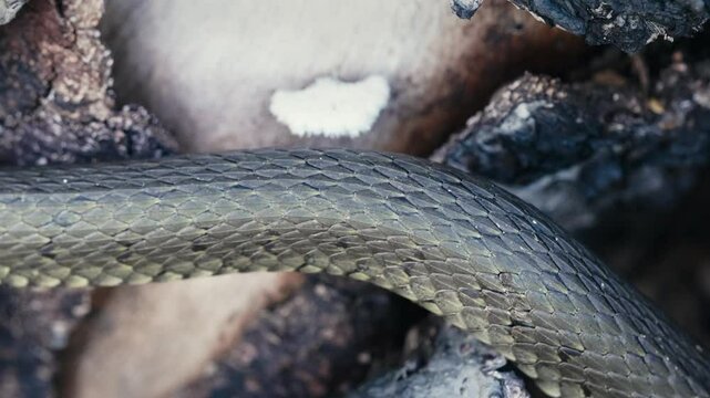 Common Grass Snakes, Natrix natrix, Basking on a Spring Day