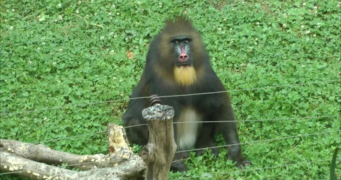 An adult mandrill sitting on ground
