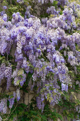 Obraz premium Wisteria tree. Flowery tree blooming purple flowers. Natural floral background. Tender lilac branches of wisteria flowers on the house wall near garage in the spring. Flower tree in the park