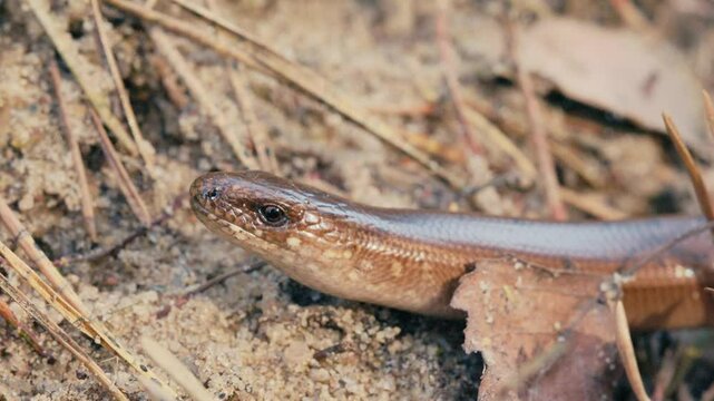 Slow Motion Macro Shot of a Legless Lizard Crawling and Flicking Its Tongue