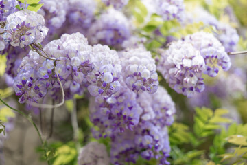 Obraz premium Wisteria tree. Flowery tree blooming purple flowers. Natural floral background. Tender lilac branches of wisteria flowers on the house wall near garage in the spring. Flower tree in the park