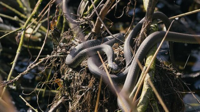Common Grass Snakes, Natrix natrix, Basking on a Spring Day