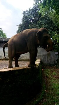 elephant in zoo, elephant defecating and urinates.