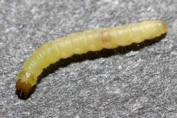 Macro Shot of a Clothes Moth Larva on a Textured Gray Surface, Tineola bisselliella larva