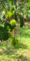 Young rambutan fruit hanging from the branch in the wood ( food,