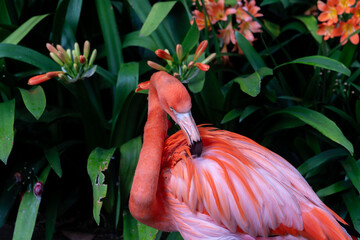 Flamingo close up in the monte palace garden in Madeira