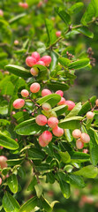 Pink color of Carissa carandas with green leaves background