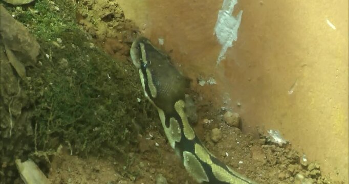 A Python regius walking on ground