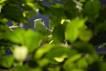 Green iguana, half hidden between tropical leaves. natural camouflage