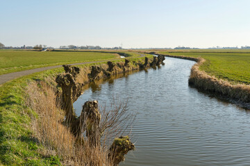 Bare pruned pollard willows along the side of a wide ditch near Marrum Friesland The Netherlands in early spring under a blue sky