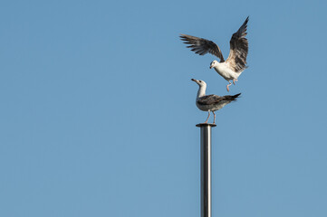 Seagulls fighting to stand at the top of a ship mast.