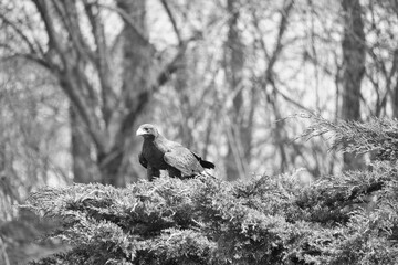 black and white Majestic bird of prey with brown plumage resting on a green branch