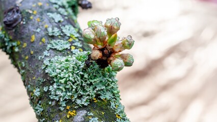 Springtime close-up reveals lichen and sprouting buds on a tree branch, full of natural detail.