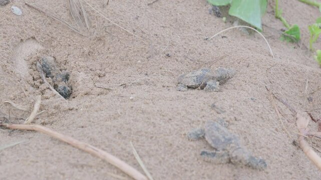 a clip of several loggerhead turtle hatchlings emerging from their nest in the sand dunes of mon repos beach in bundaberg, australia