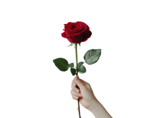 Holding a red rose with elegance and grace for romantic gestures on a transparent background, cut out