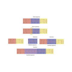 DNA sequence mutations diagram - point mutation, deletion, insertion, inversion nucleotide DNA transcript mistakes. Simple schematic diagram.