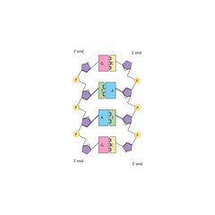 DNA base pairing diagram. Simple schematic vector illustration showing DNA double helix structure, complementary nucleotide pairs (A-T, G-C), sugar-phosphate backbone, and 5' to 3' directionality.