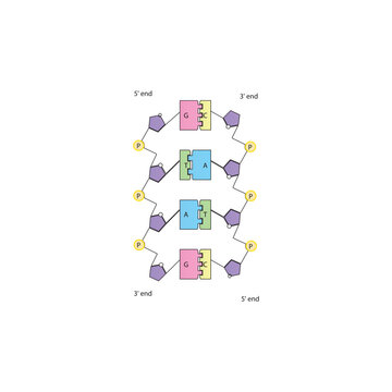 DNA base pairing diagram. Simple schematic vector illustration showing DNA double helix structure, complementary nucleotide pairs (A-T, G-C), sugar-phosphate backbone, and 5' to 3' directionality.
