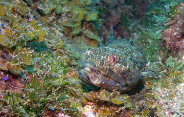 Macro photo of lizardfish sitting on a stone in Madeira