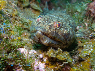 Macro photo of lizardfish sitting on a stone in Madeira