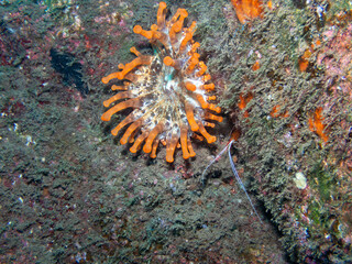 Sea Anemone with shrimp at Madeira