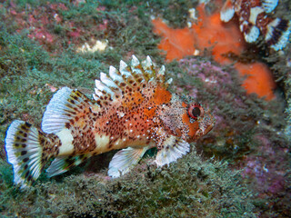Close Up of Madeira Scorpion Fish
