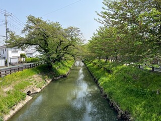 Fototapeta premium 川越の川