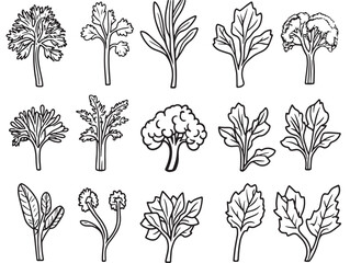 organic dandelion greens sketch style food design