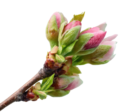 Cherry blossom buds on a branch signaling the arrival of spring on a transparent background, cut out