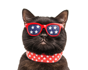 Black cat wearing sunglasses with stars for patriotic celebration on a transparent background, cut out