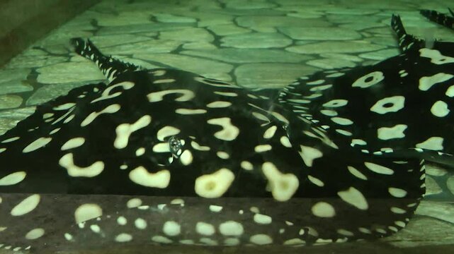 A fresh water ray