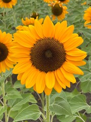 Fototapeta premium Sunflower in The Garden