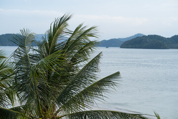 palm tree on a beautiful background