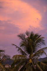 palm tree against sunset sky, pink sky	