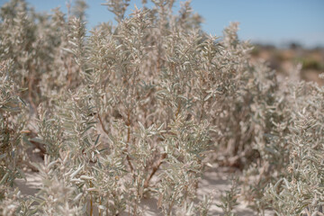 Wild Rosemary (also called Coastal Daisy Bush, Olearia axillaris) is an extremely hardy native shrub 