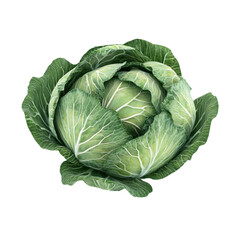 Fototapeta premium Fresh green cabbage head close up view healthy food vegetable garden agriculture harvest