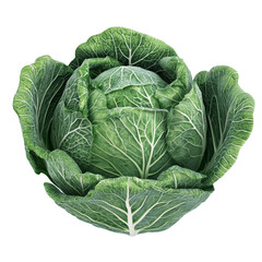 Obraz premium Green cabbage fresh vegetable healthy food natural ingredient closeup view